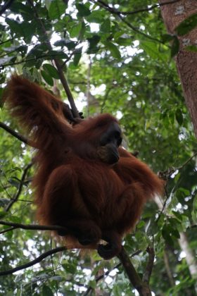 orangután indonézia szumátra