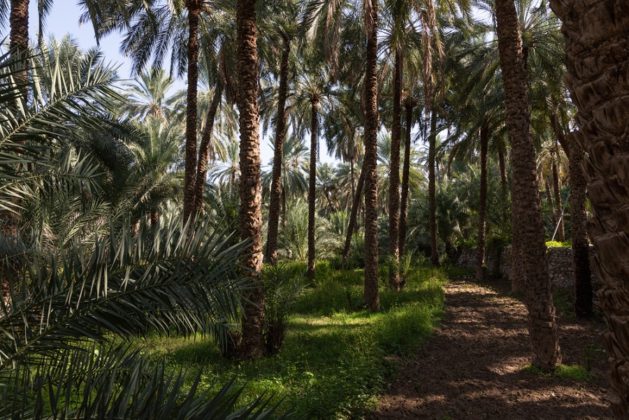 Datolya ültetvény Omán