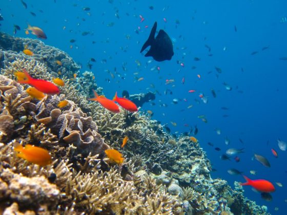 Menjangan Bali sznorkelezés korallok és szarvasok