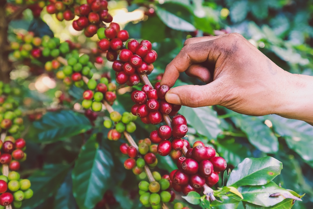 A kávézás kultúrája Etiópiából származik