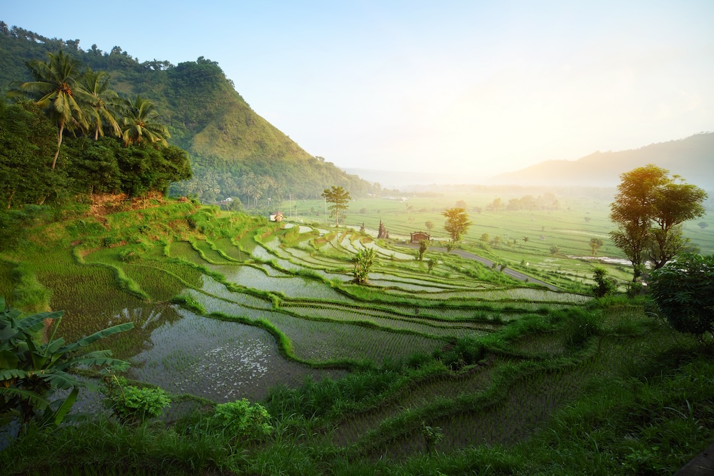 Bali rizsteraszai