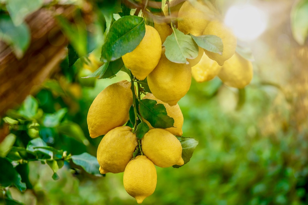 Limone sul Garda - citrom a fán