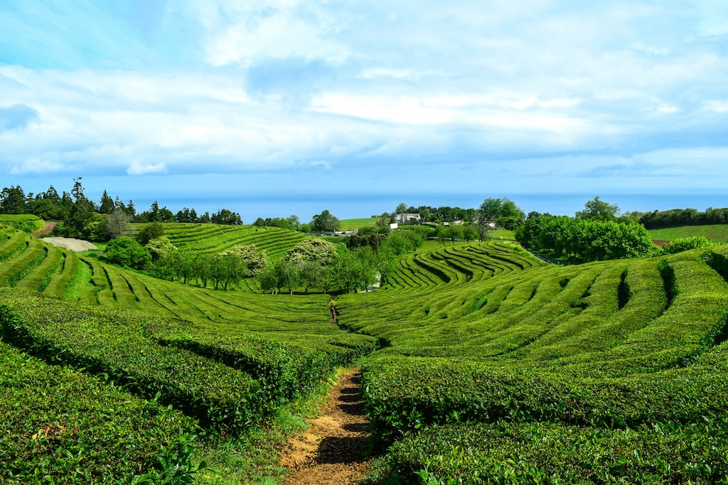 Makaronézia teaföldek Azorin