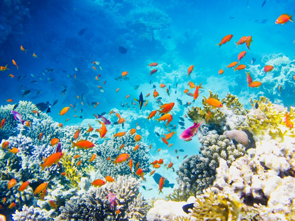 színes halak úsznak a korallok között