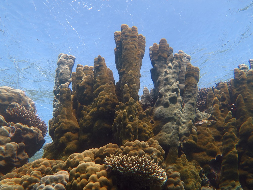 A hét nővér korallok