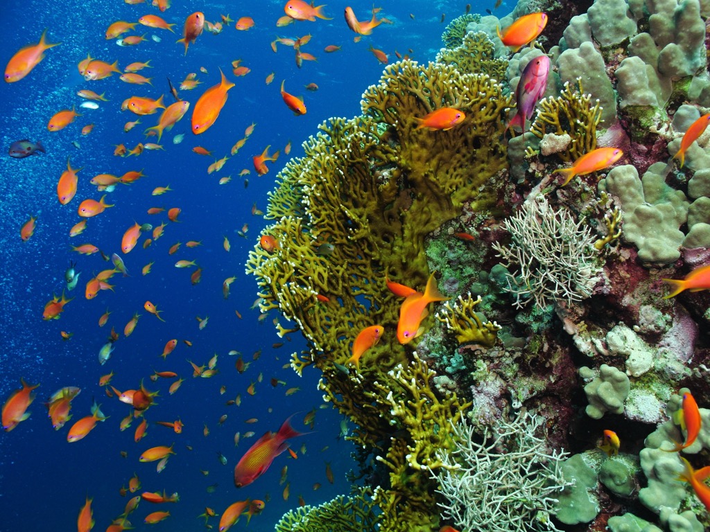 Bereniké korallzátony