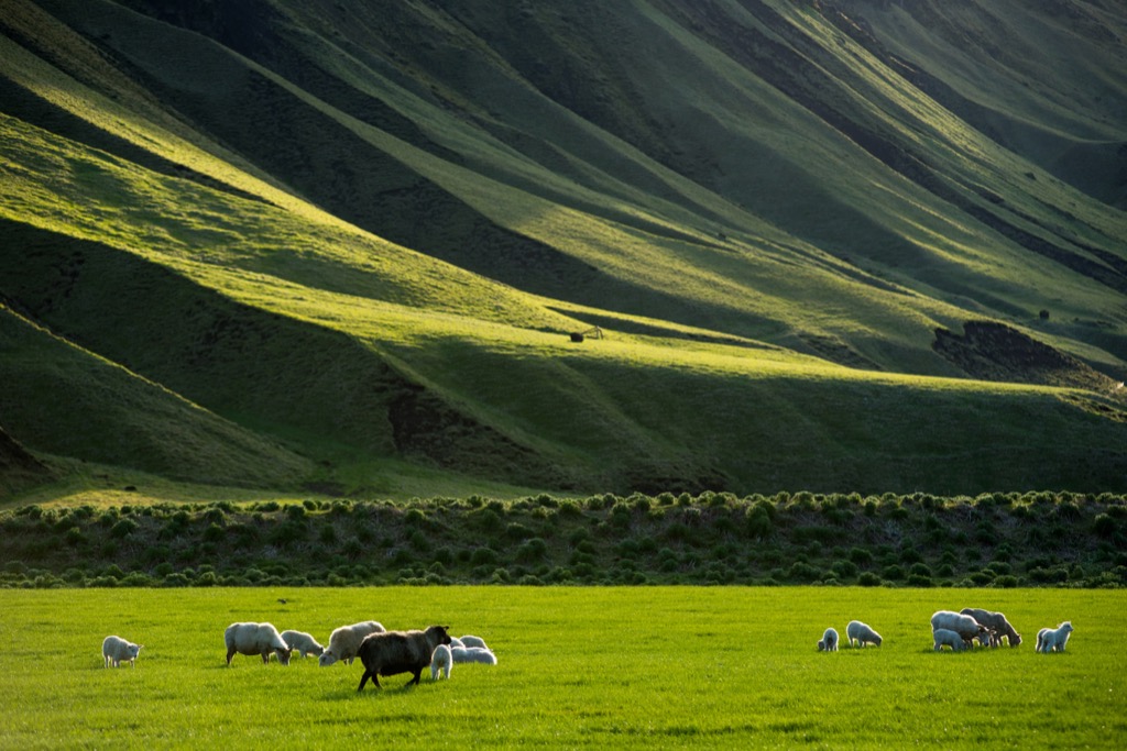 az izlandi gasztonómia alapja a bárányhús