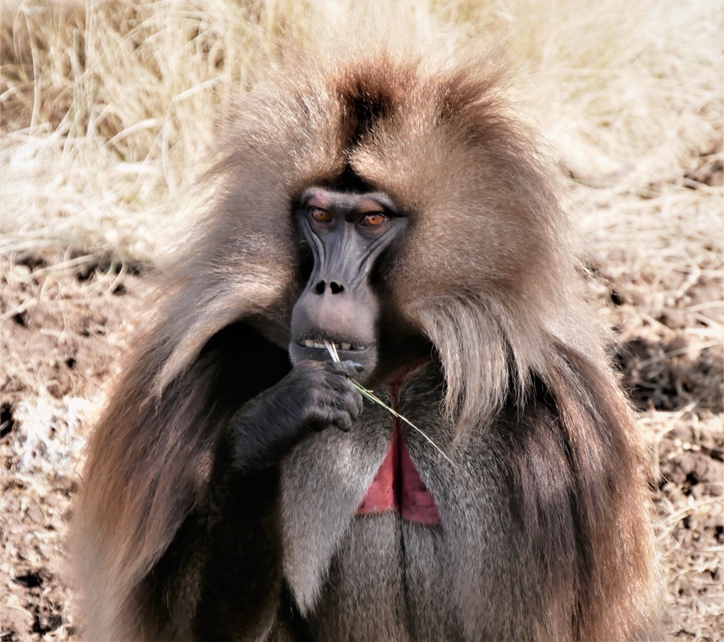 Pávián a Simien Nemzeti Parkban - Etiópia