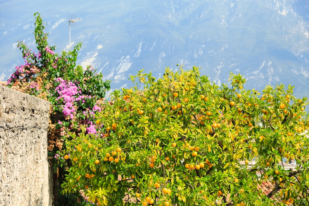 Limone sul Garda citromültetvényei