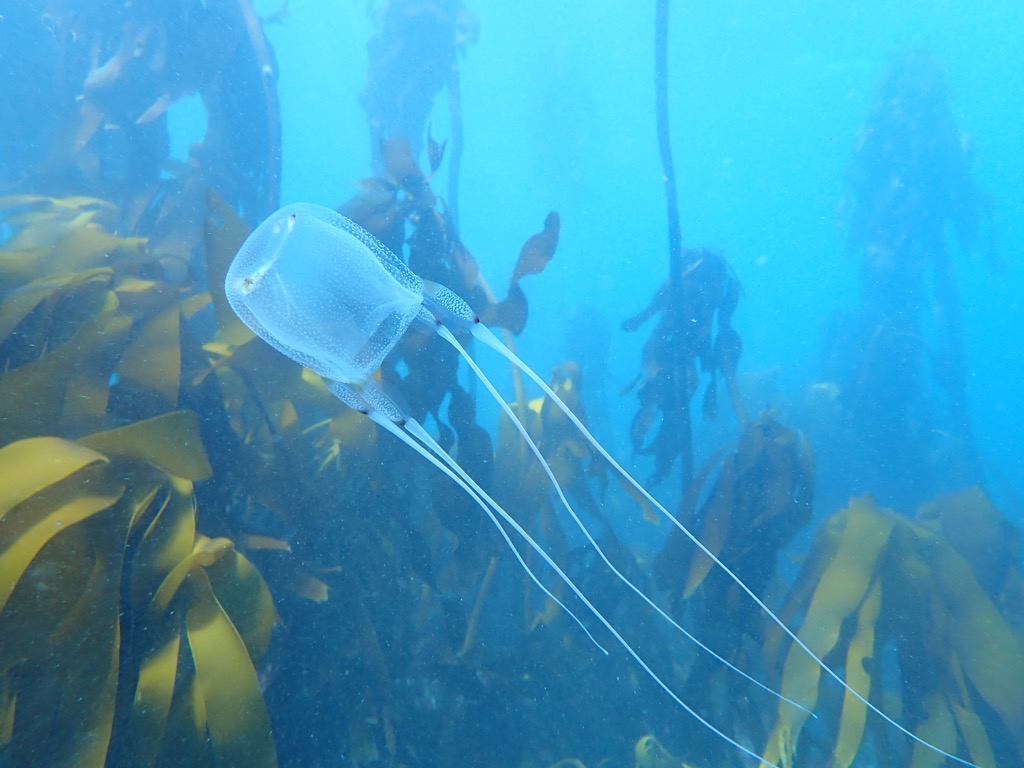 kocka medúza a trópusi tengerek átlátszó veszedelme