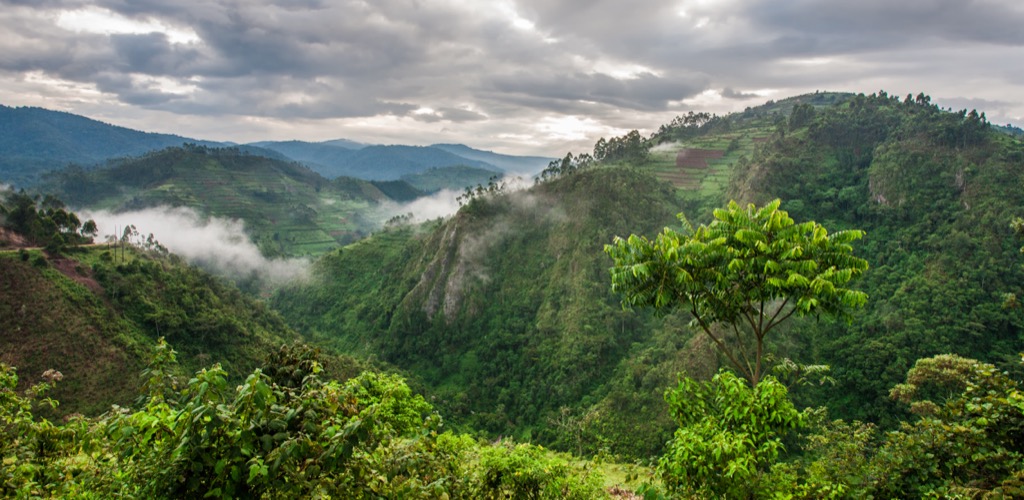 Uganda nemzeti parkja a Bwindi