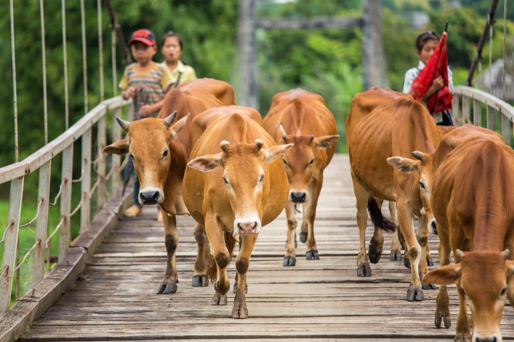 A Mekong-deltában a khmer kisebbség élete nehéz