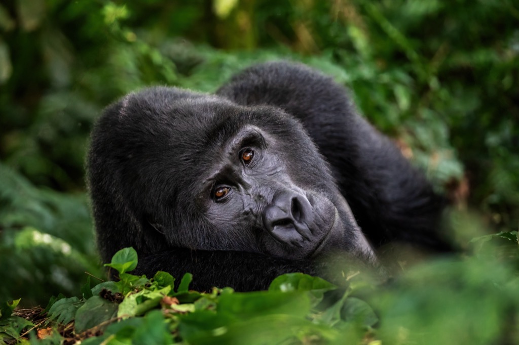 Uganda a hegyi gorillák otthona