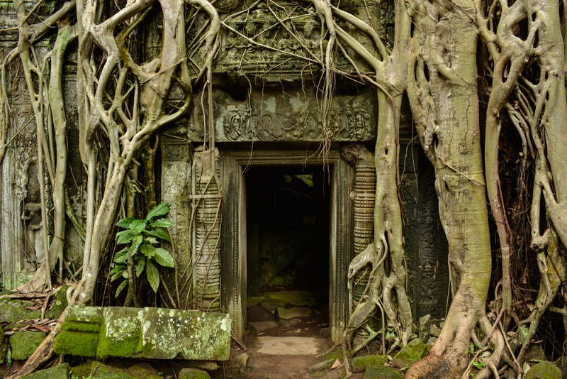 Angkor Wat fákkal indákkal benőtt templomai