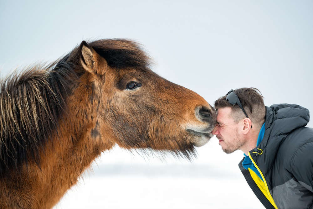 érdekességek az izlandiakról