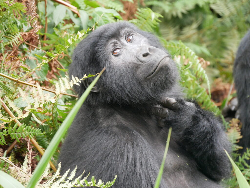 Látogatás Uganda hegyi gorilláinál