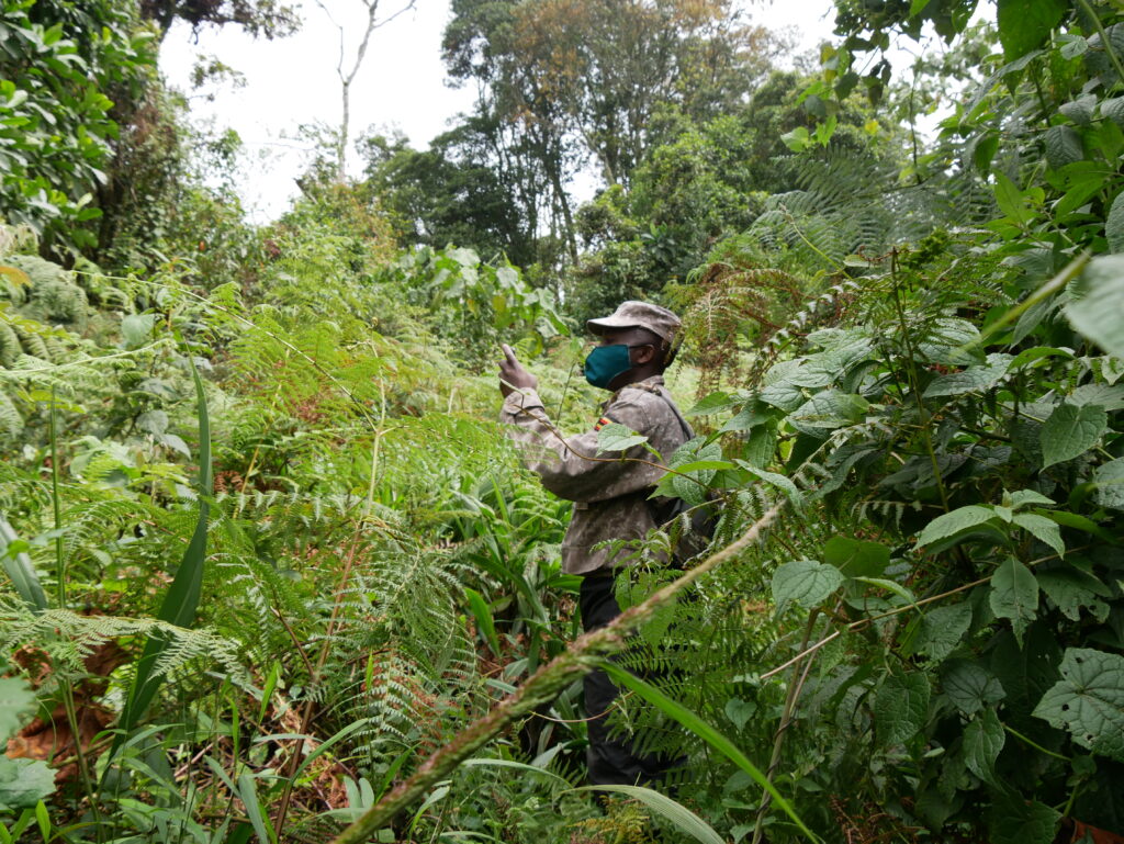 Látogatás Uganda hegyi gorilláinál