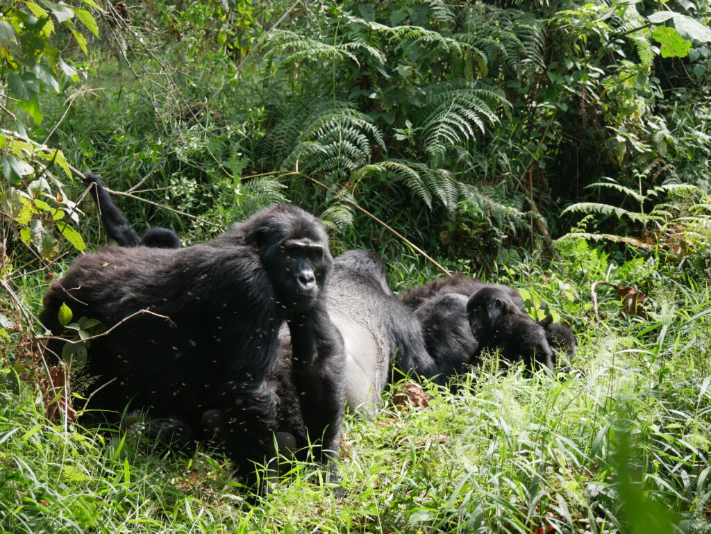 Látogatás Uganda hegyi gorilláinál