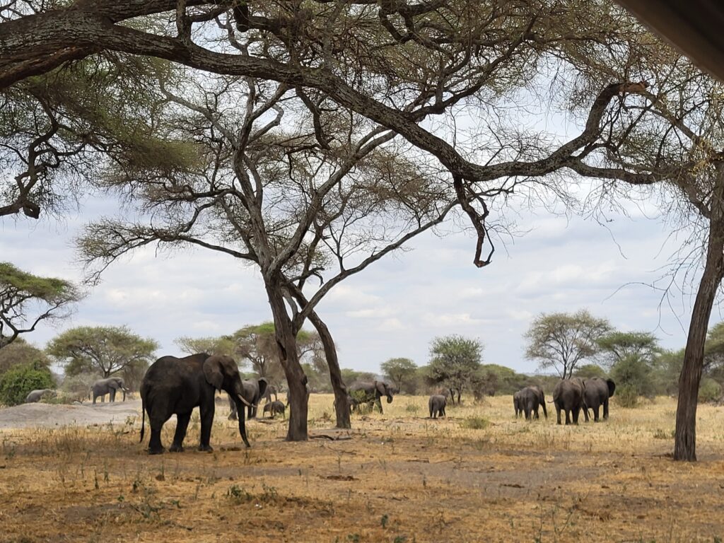 Elefántok tanzániai szafari során a Tarangire Nemzeti Parkban