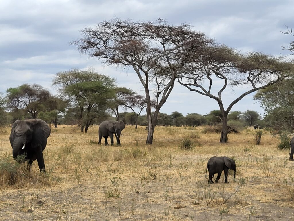 Elefántok tanzániai szafari során a Tarangire Nemzeti Parkban