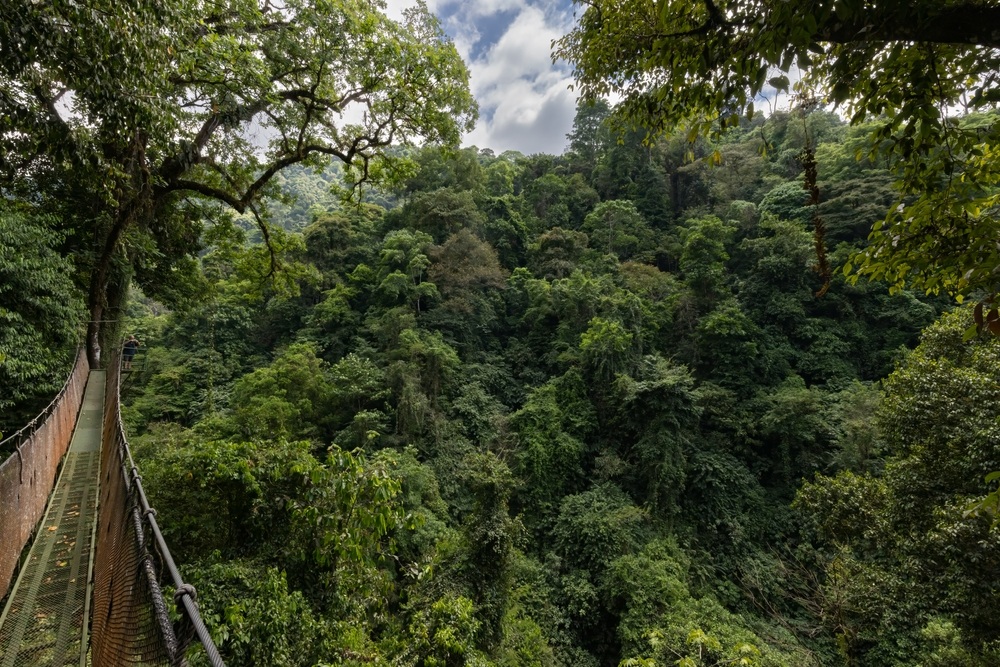 Rainmaker Conservation Park függőhídja