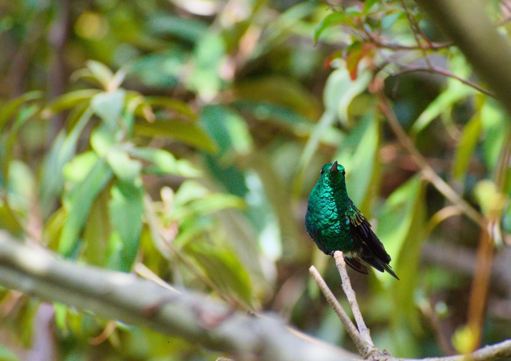 Selvatura Park Monteverdében