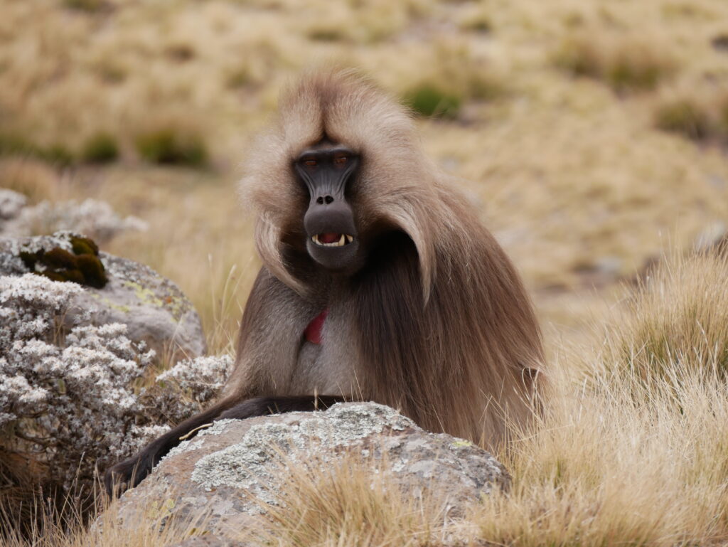 Gelada pávián a Simien hegységben