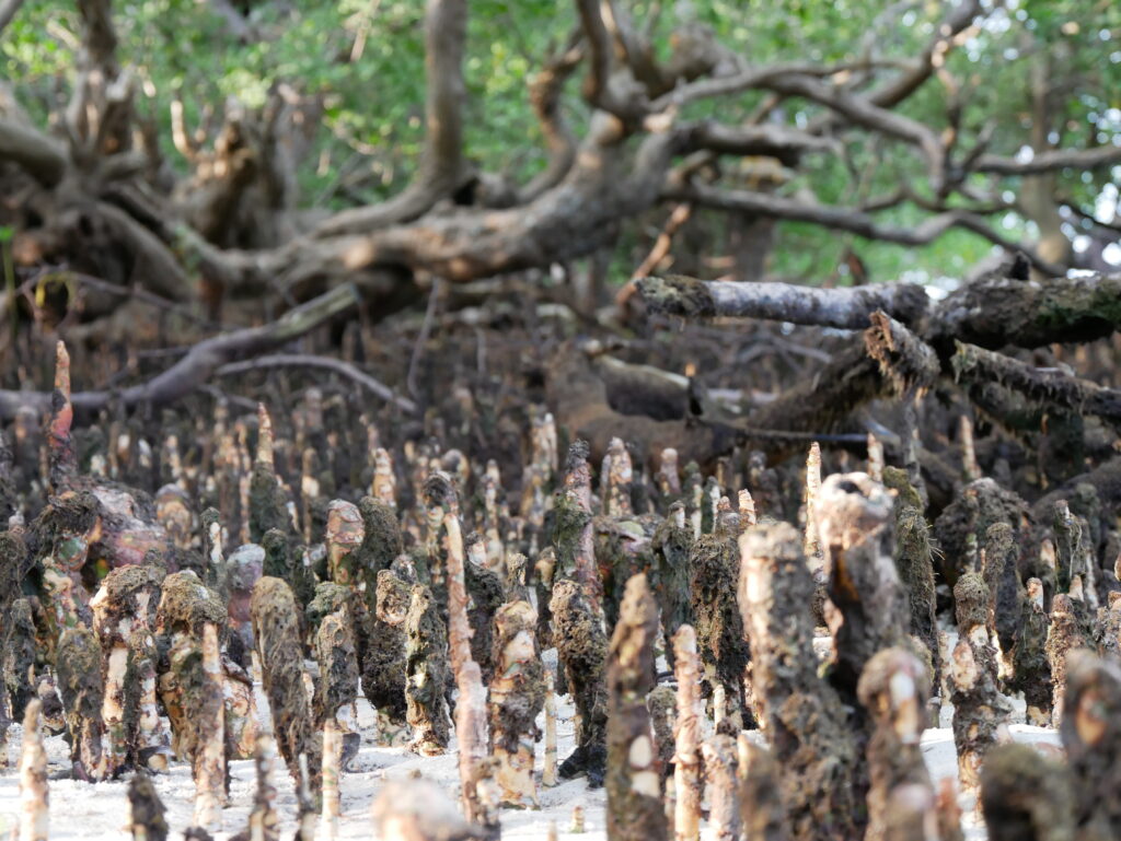 Mangrove erdő Mafián