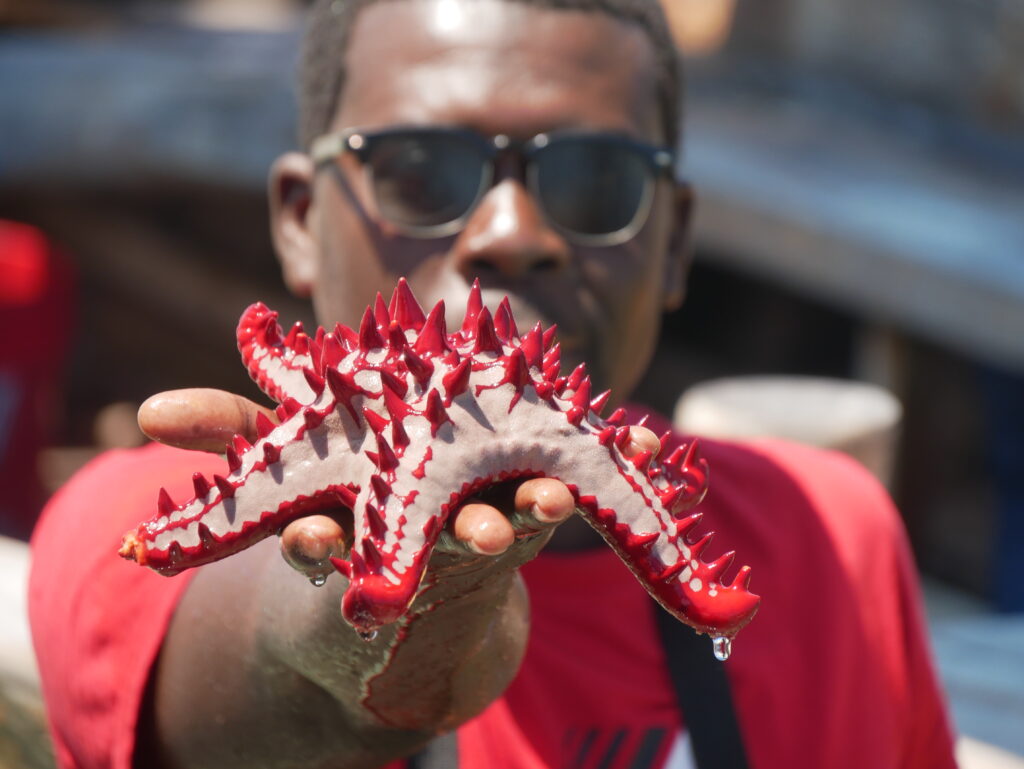 Zanzibár élővilága
