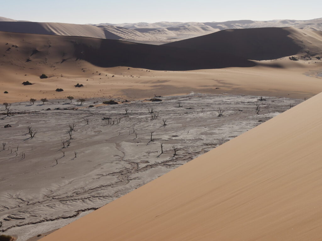 Deadvlei ártéri erdejét a szárazság és a só konzerválta.