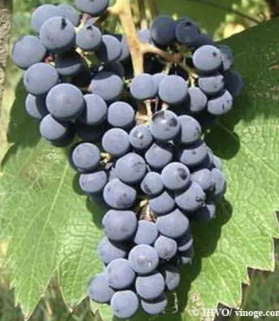 Chkhaveri szőlő Batumi környékéről