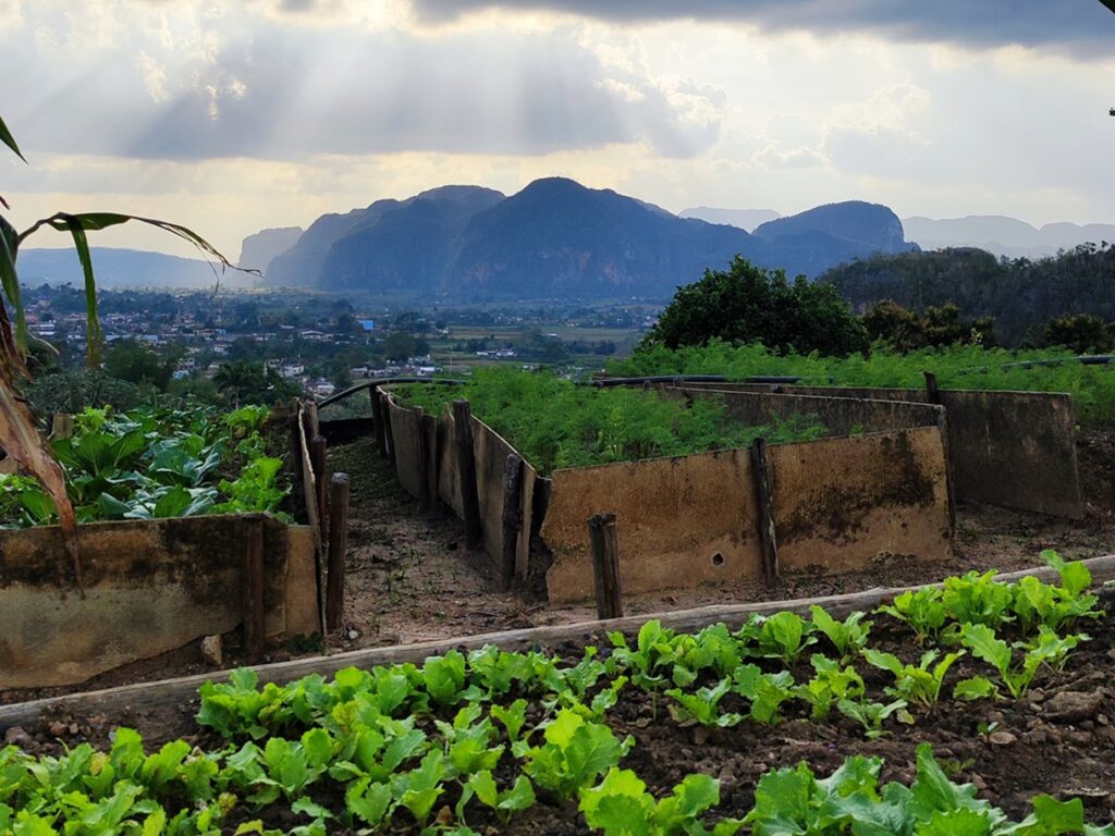 Kuba lakásétterem kertje