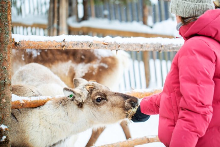 Rénszarvasok a téli tájban és egy lány, aki eteti őket.