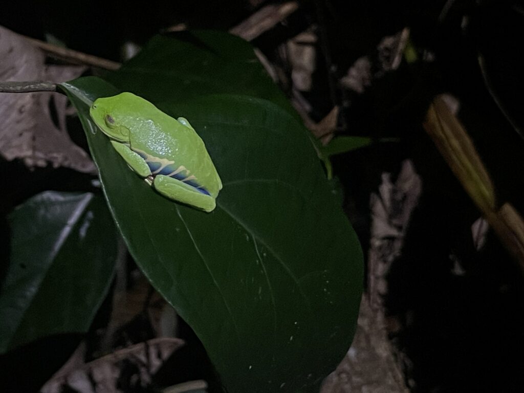 Béka esti állatlesen Costa Ricán